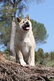 AKITA AMERICAIN 051